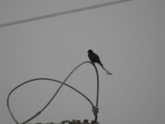 Dicrurus macrocercus