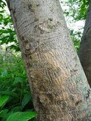 Gyrocarpus jatrophifolius