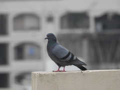 Columba livia domestica