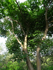 Gyrocarpus jatrophifolius