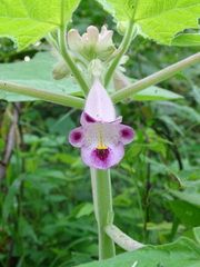 Martynia annua