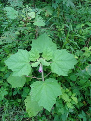 Martynia annua
