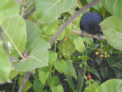 Eudynamys scolopaceus