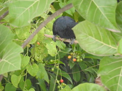 Eudynamys scolopaceus