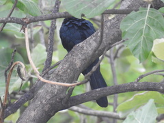 Eudynamys scolopaceus