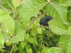 Eudynamys scolopaceus