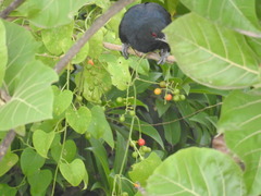 Eudynamys scolopaceus