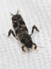 Ellipes minuta