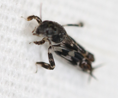 Ellipes minuta