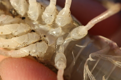 Procambarus simulans