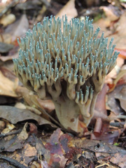 Phaeoclavulina cyanocephala