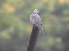 Streptopelia chinensis