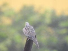 Streptopelia chinensis