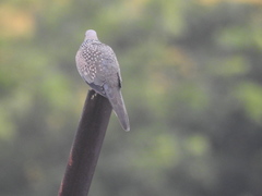 Streptopelia chinensis