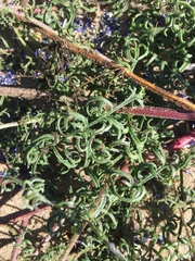 Gilia capitata chamissonis