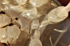 Procambarus simulans