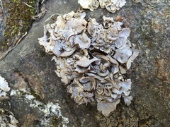 Dermatocarpon intestiniforme