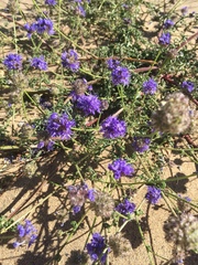 Gilia capitata chamissonis