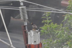 Acridotheres tristis