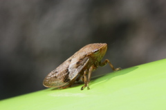 Aphrophora intermedia