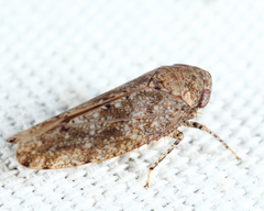 Paraphlepsius tennessus