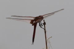 Tramea insularis