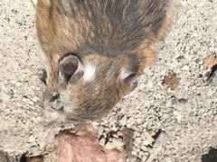 Dipodomys microps