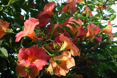 Campsis grandiflora