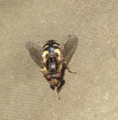 Parhelophilus rex
