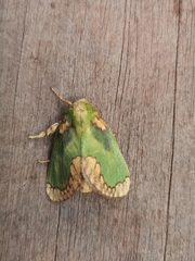 Parasa pastoralis