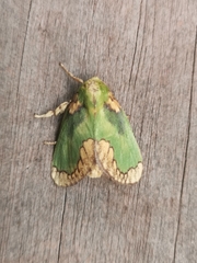 Parasa pastoralis