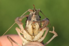 Procambarus simulans