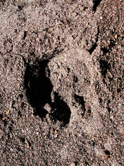 Lontra provocax