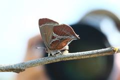 Amblopala avidiena