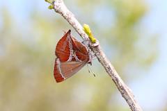 Amblopala avidiena