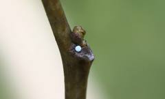 Amblopala avidiena