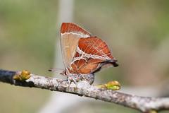 Amblopala avidiena