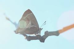 Amblopala avidiena