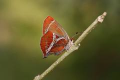 Amblopala avidiena
