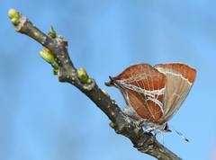 Amblopala avidiena