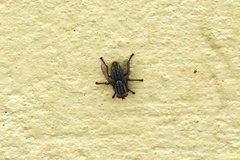 Sarcophagidae