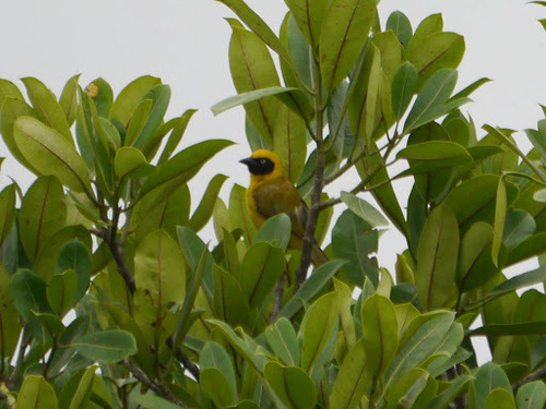 Bannerman's Weaver (Ploceus bannermani), photo 2