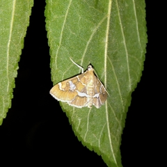 Hymenia perspectalis