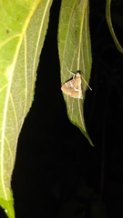 Hymenia perspectalis