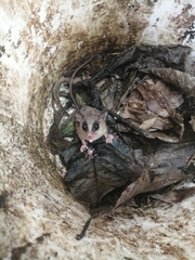 Didelphinae