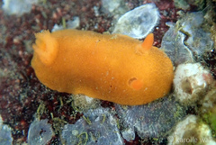 Aldisa sanguinea