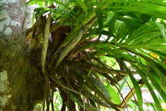 Cyrtopodium punctatum