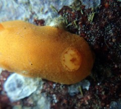 Aldisa sanguinea