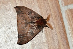 Automeris windiana