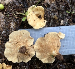 Lactarius yazooensis